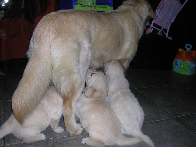 bébés de Comtesse 2009