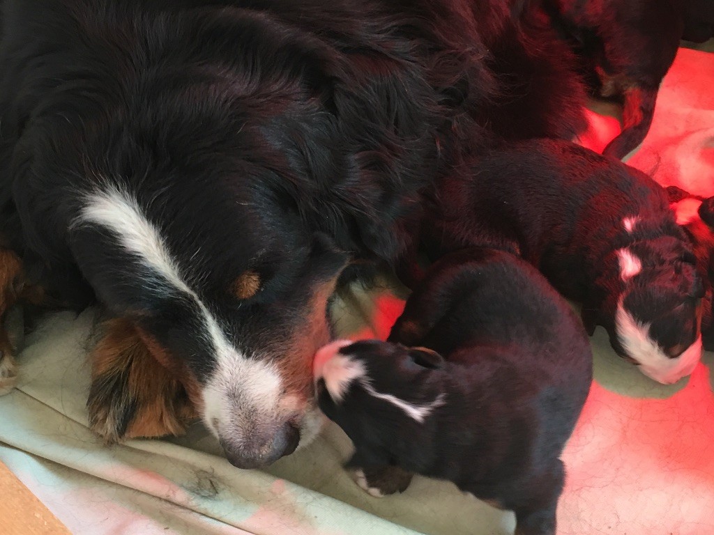 Chiot Bouvier Bernois Du chemin des bottes